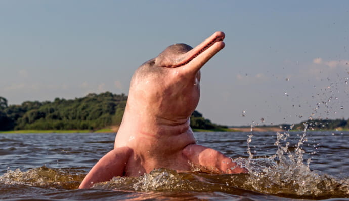 Розовый речной дельфин