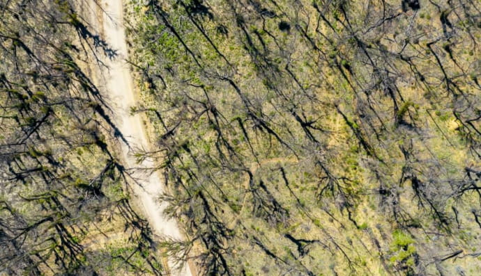 Ліс у Сентрал-Тейбллендс