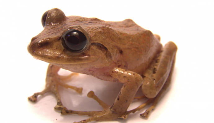 Жаба Ґрети Тунберг