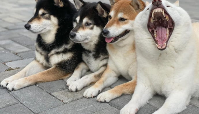 Собаки породи шиба-іну
