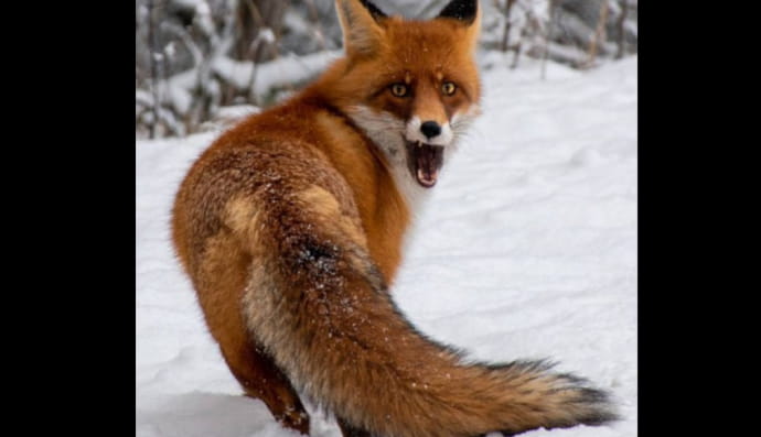 Животные в Чернобыльском заповеднике