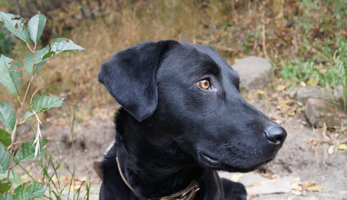 Лабрадор, собака