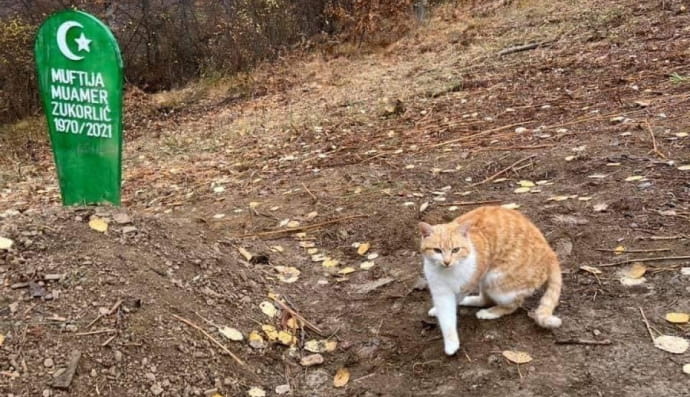 Кот в Сербии