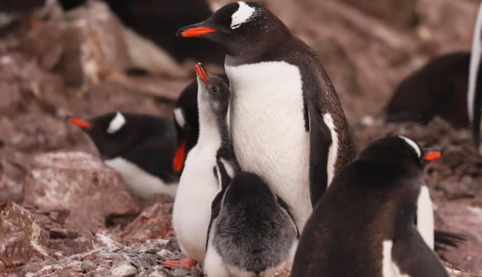 Пінгвіни
