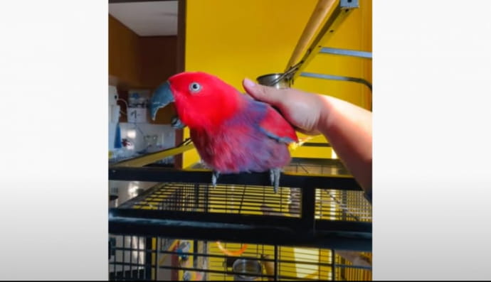 Певучий попугай