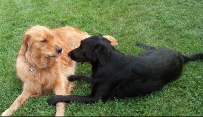 Гаррі і Холлі