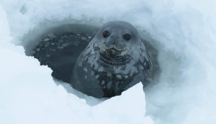 Исследование тюленей Ведделла