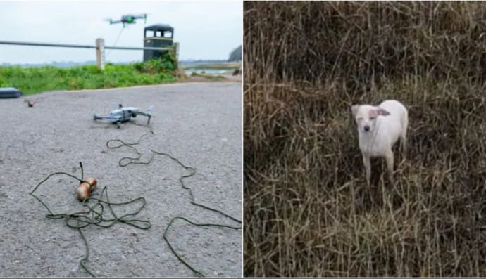 Спасение песика