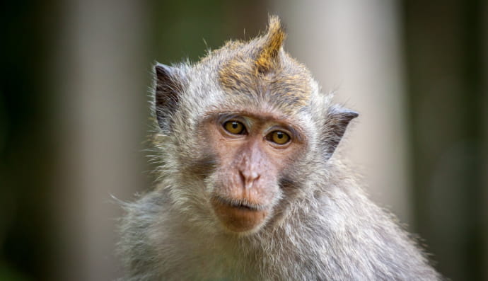 Макака-крабоед (Cynomolgus)