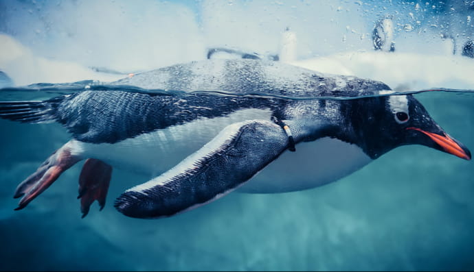 Пингвин Дженту