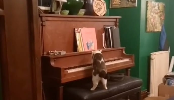 Кіт грає на піаніно 