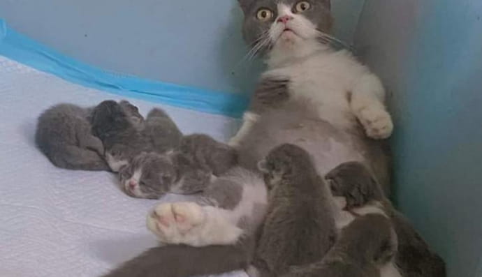 Тварини та їх дітки 