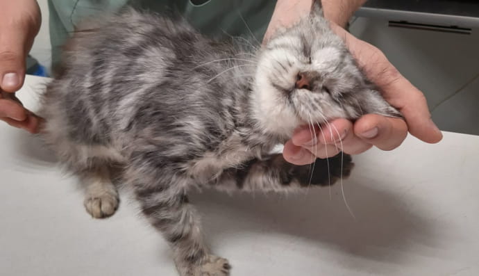 Маленьке котеня Крісмас