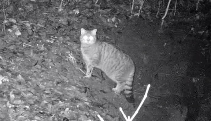 Лісовий кіт 