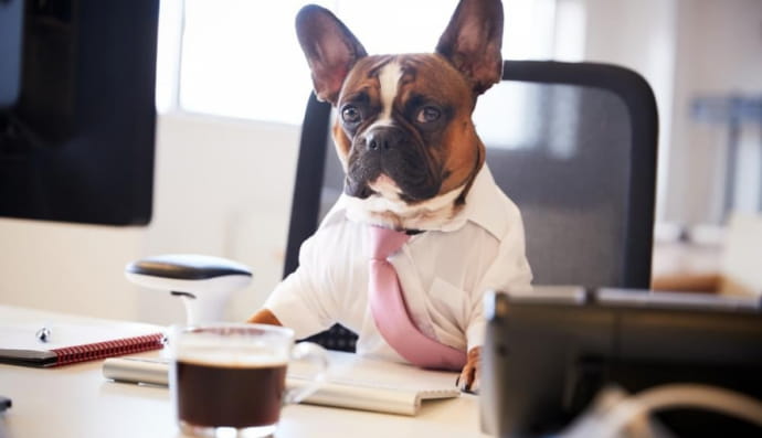 Собака в офисе 