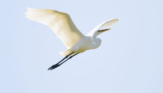 Чепура большая