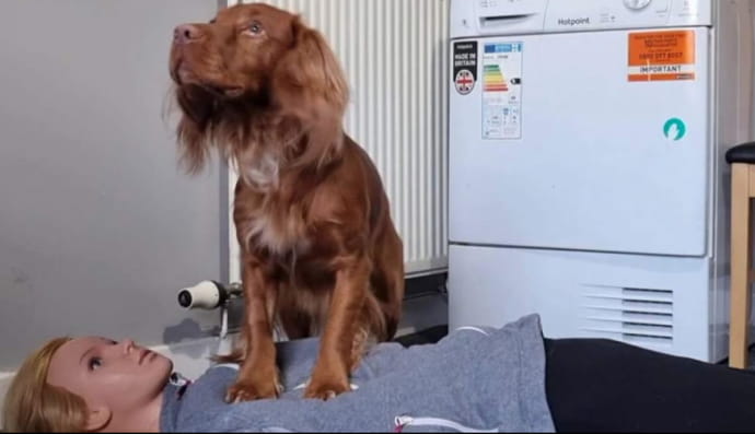 Собака научилась делать сердечно-легочную реанимацию