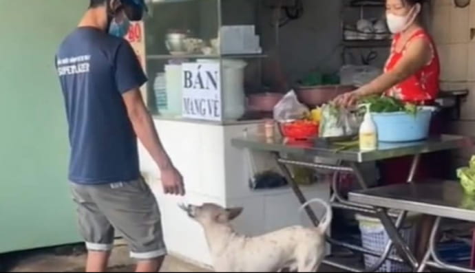 собака працює касиром у кафе