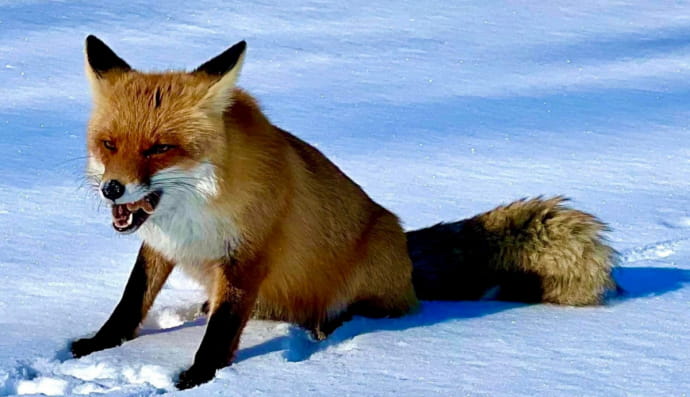 Лиса в Буче