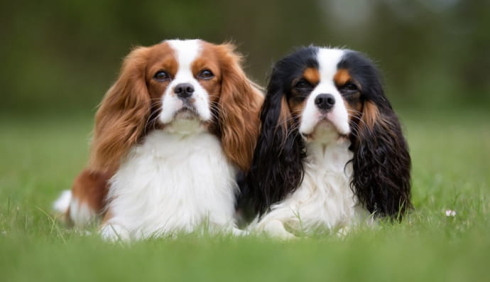 Спаниели