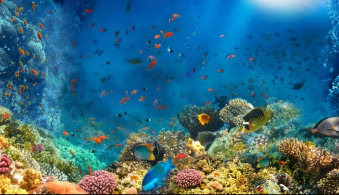 Підводний світ