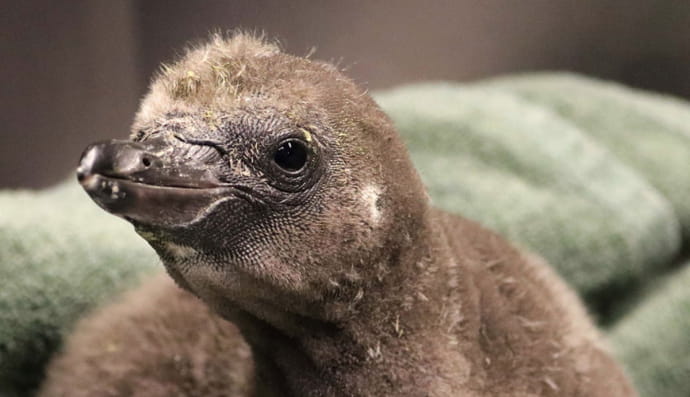 Пінгвіни-геї виховують покинуте дитинча