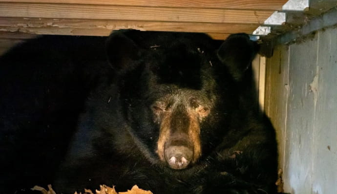 Ведмідь під будинком