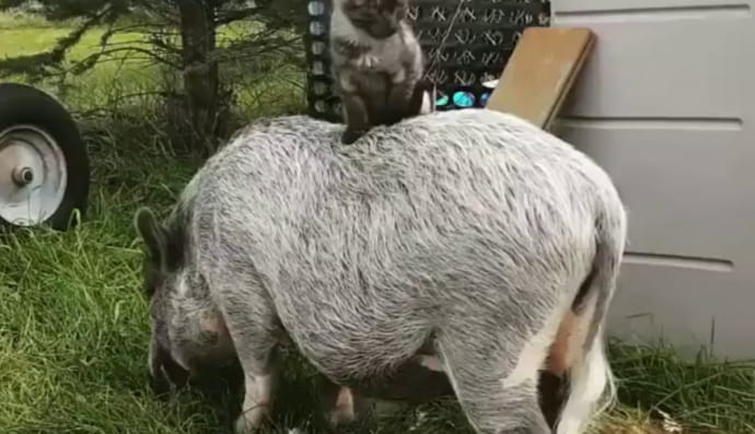 Свиня та кошеня 