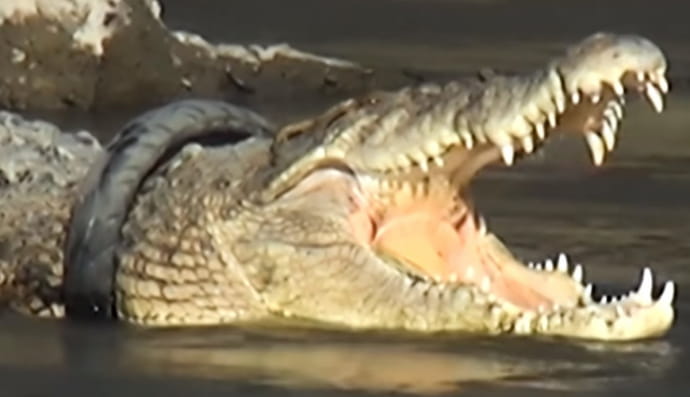 Крокодил із шиною 