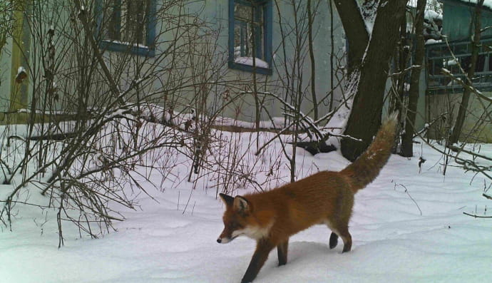 Тварини у селі Новосілки