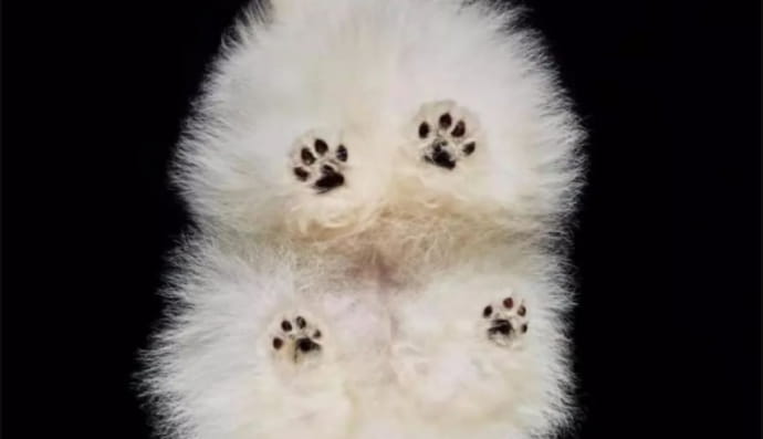 Дно собачок