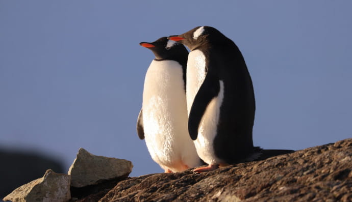 "Закохані" пінгвіни 