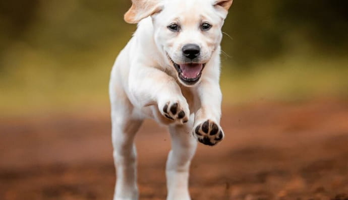 Кумедні песики