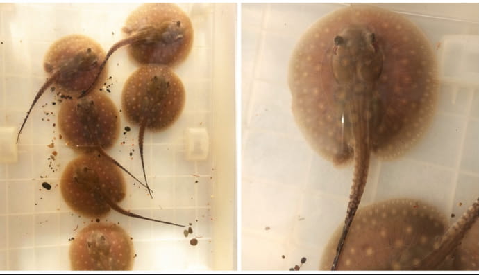 Скаты Моторо