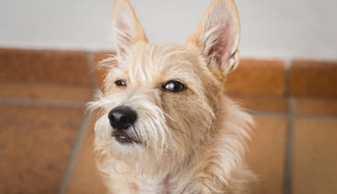 Собака-підозрювака