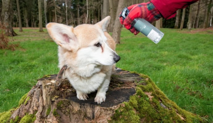Парфуми для собак 