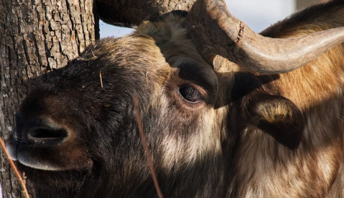 Такін у харківському екопарку 