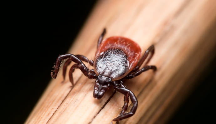 Чорноногий кліщ (Ixodes scapularis)