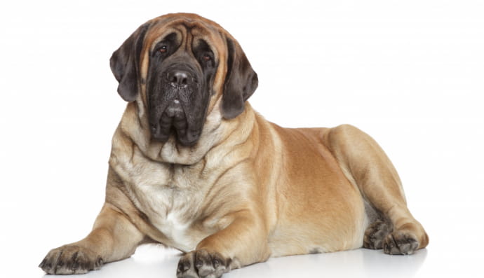 Английский мастиф