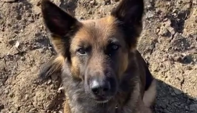 Пограничная собачка