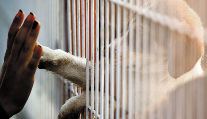 Приют для животных