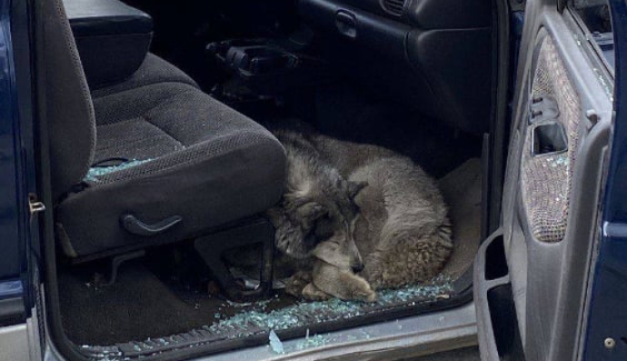 Історія песика з Бучі