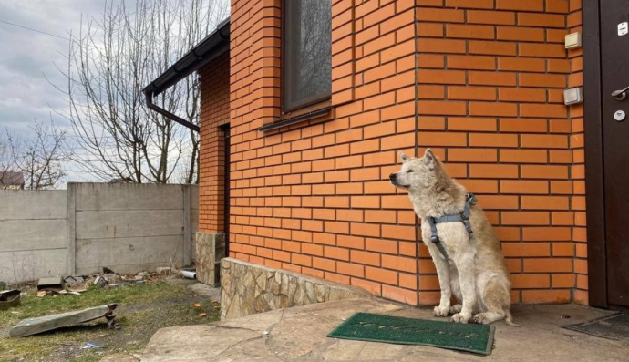 История собаки и хозяйки