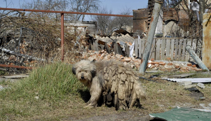 Тварини на Київщині
