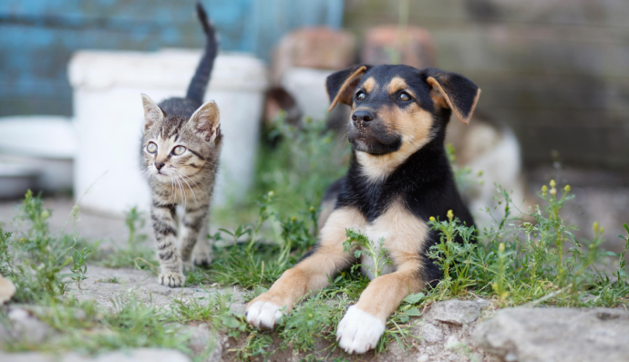 Безпритульні кіт і пес