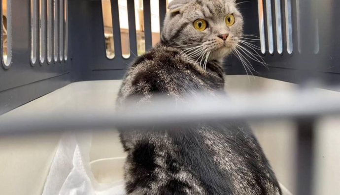 Кіт з Ірпеня