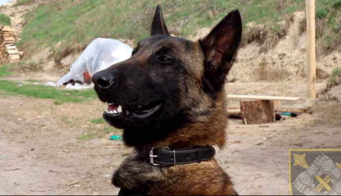 Бельгиец Алмаз