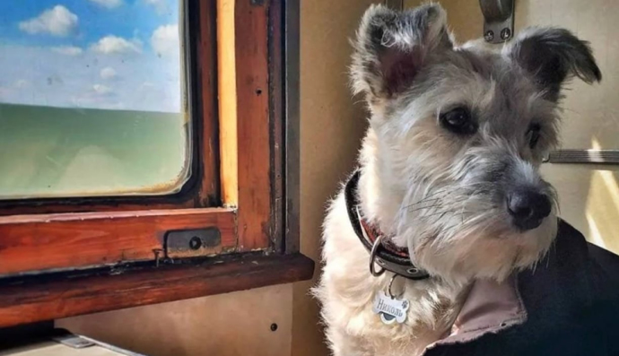 Собака по кличке Николь работает проводницей в "Укрзализныце"