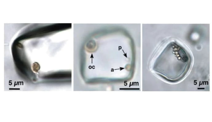 Микроорганизмы
