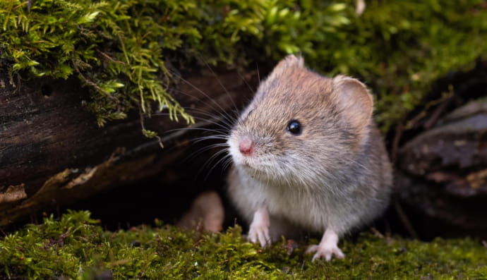 Рыжая полевка